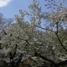 公園の桜