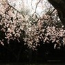 透過光の枝垂れ桜