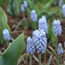 公園の花壇で