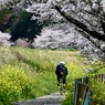 桜咲く通学路