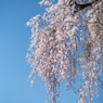 spring for tokyoites 2025