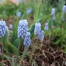 花壇のムスカリ