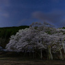 夜明け前の淡墨桜