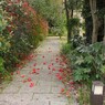 紅いつばきも散り逝く…