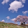 一本桜