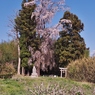 のっぽな枝垂れ桜