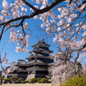 松本城　桜