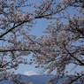 富士に桜