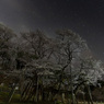 淡墨桜と北斗七星