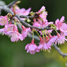 寒緋桜
