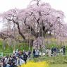 三春滝桜