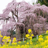 三春滝桜