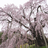 三春滝桜