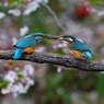 桜バックに餌渡し