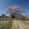 岩瀬牧場の桜