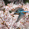 桜カワセミ