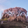大きな枝垂れ桜
