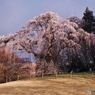 公園のしだれ桜