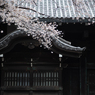 spring for tokyoites 2025