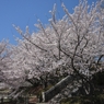 フルーツ公園の桜