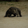 尾道猫15