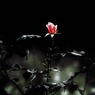 明日モ咲ク花-1