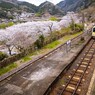 桜並木の駅