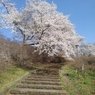長峰公園の丘の階段の桜（4月12日）