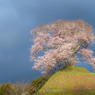 春風の朝