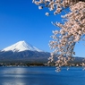 河口湖の桜 青空に映える