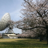写真エッセイ：さくら宇宙公園さくら祭り４：NTW596