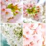 近所の桜