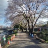石畳の道と桜（4月16日）