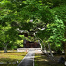 鎌倉長寿寺の苔庭