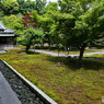 鎌倉長寿寺の苔庭