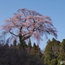 咲き始めのしだれ桜