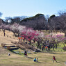 根岸森林公園の梅園
