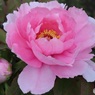 牡丹の花