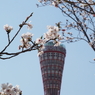 春のポートタワー
