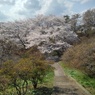 長峰公園の丘の階段の奥の桜（4月12日）