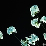 夜桜