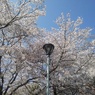 長峰公園の丘の街灯の桜（4月12日）