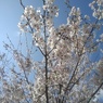 長峰公園の丘の満開の桜の花（4月12日）