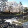 花筏の公園の池（4月12日）