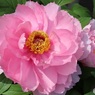 牡丹開花