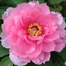 美しい牡丹の花