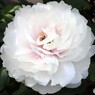白い牡丹の花