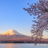 朝焼け富士と桜