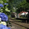 渡良瀬渓谷鉄道と紫陽花