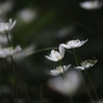 ひそかに咲きほこる